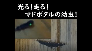 光る！走る！マドボタル幼虫