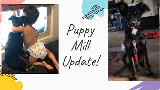 Should I get a Puppy or Dog from Craigslist? Puppy Mill Scandal