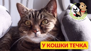 Кот просит кошку, что делать, как успокоить? (Без кастрации)