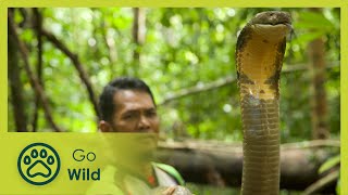 The Malaysian Snake Guardian - Go Wild