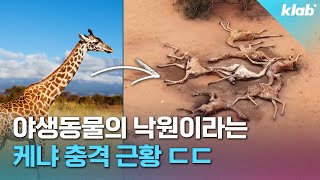 5천만 명이 굶어죽는다..? 아프리카 대륙 이상기후 근황｜크랩