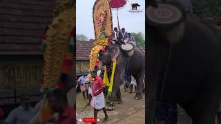 ഗജരാജഹിമവാൻ ചിറക്കൽ കാളിദാസൻ || chirakkal kalidasan mass @ kizhoor pooram ||