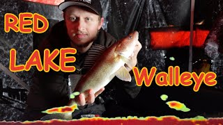 RED LAKE WALLEYE🚨  - EPIC LiveScope Action! ￼