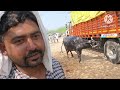 rui pashu mandi ll 25 फरवरी 2025 l रूई पशु मंडी l rui buffalo market ll 50 हजार में 8 लीटर दूध