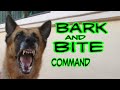 Training German Shepherd Dog Bark And Basic Bite Command Training German Shepherd Dog Bark And Basic Bite Command