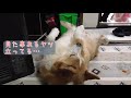 ビリビリマシーンを受けてる夢を見る犬【コーギーチロ】