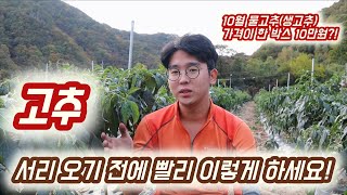 마지막까지 고추 수확량 높이는 방법! 고추는 서리 내리면 끝!