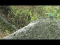 birds of peru mountain parakeet psilopsiagon aurifrons periquito