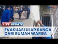 Ular Sanca Sepanjang 4 Meter Masuk Rumah Warga Kalianda Lampung Selatan, Damkarmat Lakukan Evakuasi