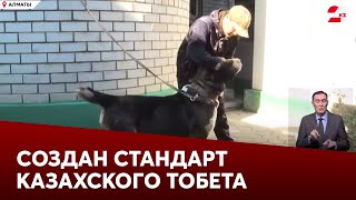 Создан стандарт казахского тобета: новый шаг к сохранению породы