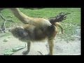 Awesome Monkey Compilation