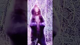 Grizzly bear scratches its back #short#wildlife