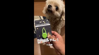 ようわからん犬 【関西弁でしゃべる犬】#266    I don't understand dog 【Dog talking 】 #shorts