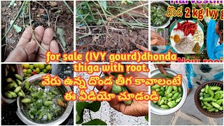 for sale (IVY gourd)dhonda thiga with root.వేరు ఉన్న దొండ తీగ కావాలంటే ఈ వీడియో చూడండి