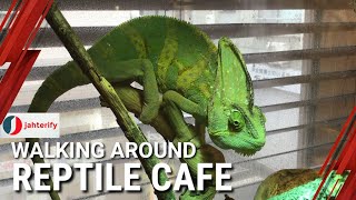 Reptile Cafe in Tokyo | はちゅカフェ東京吉祥寺 #134