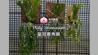 Platy. coronarium \u0026 Fertilization teaching 皇冠鹿角蕨 \u0026 型態介紹\u0026施肥教學