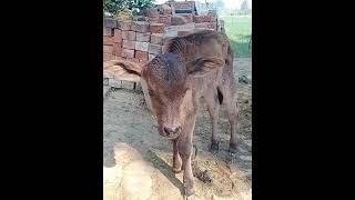 गौ माता #short #viral #song #गौमाता #shortvideo #भक्ति #गौ #mata #जयमातादी #gau #viralvideo #shorts