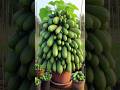 Double your Cucumber Tree harvest with these new planting methods #satisfying #garden #shorts