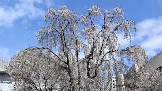 桜咲く頃2018　赤坂サカスの満開「三春の滝桜」の孫桜　 2018-3-24