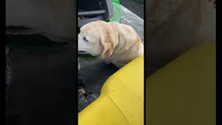 Butterball #funny #funnydogs #fyp #funnyshorts #shorts