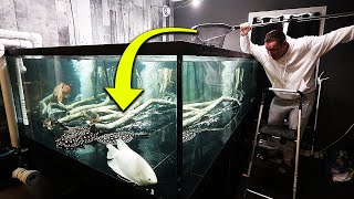 MONSTER FISH ADDED TO 700G AQUARIUM