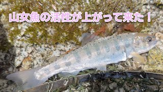 山奥の山女魚の活性が上がった！【フライフィッシング】