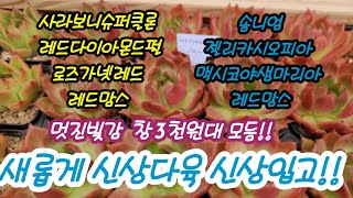 신상다육 빛감예쁜 다육  창 입고!! 3천원대 모듬으로 득템하셔요!!  명품 다육으로 빈화분 채우세요!