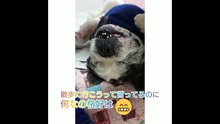 ＃フレンチブルドッグ＃老犬＃11歳＃全盲＃散歩に行こうって言ってるのに寝る、フレンチブルドッグ＃Frenchbulldog＃