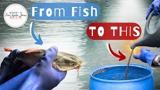 Let’s Make FISH FERTILIZER! | How-To!