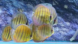 Wild discus Trombetas Royal \u0026 Cuipeua Red 野生七彩神仙  #特龍貝塔皇室 #庫利比亞