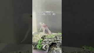 【まるでゴジラ？】二足で立つウーパールーパーはこちらです #アクアリウム  #飼育 #aquarium #axolotl #ペット #ウーパールーパー #飼育員 #short #shorts