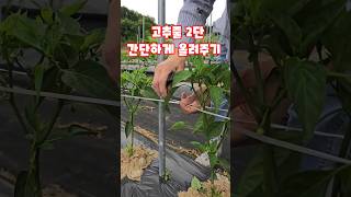 고추줄 2단 간단히 올려주기 괴산청결고추 괴산고추 #shorts