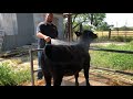 halter breaking and washing tips