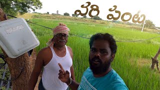 వరి చేను ! వరి పంట | Village How Rice is Made South India