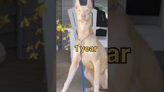 #white doberman transformation status 😚🤟#shorts#viral#ytshorts