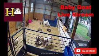 Baby goat LIVE STREAM at Howells Greenhouse and Pumpkin Patch