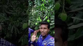 #লিচু বাগান সেই #রকম লিচু #খাবেন নাকি #কেউ