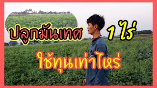 ปลูกมันเทศ 1 ไร่ใช้ทุนเท่าไหร่ | AT Style