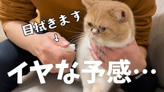 【エキゾ汁】やっぱり拭かれちゃう猫【エキゾチックショートヘア】