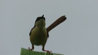 Canon SX60: Mother Ashy Prinia calling and alerting