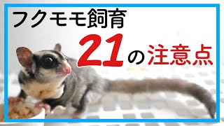 【フクロモモンガ】初心者の方へ｜飼育する前に知っておくべきこと21選