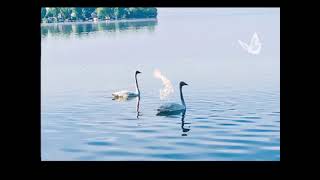 Lake Simcoe 加拿大最美季节 # Orillia # Canada Life