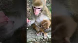 #monkeymother Brave Baby Monkey DaresTo Fight With Mother For Food#thedodo#dodo #saveanimal #shorts