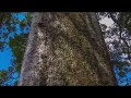 Square Kauri Tree