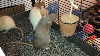 Rat Foraging Friday #17 (Foraging Pots)