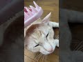 毛づくろい・・・ 猫 ねこ 猫動画