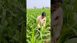 మీరు అన్ని చూసి మంచిగా చెప్తే వింటా లేకపోతే ఎటకారంగా మాట్లాడాల్సి వస్తుంది 🤚#villagelife#shorts