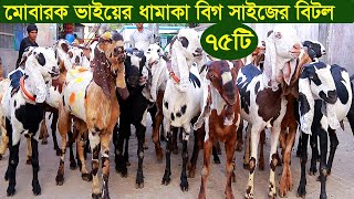 ৭৫টি বিগ সাইজের বিটল ছাগল মোবারক ভাইয়ের ধামাকা goat farm