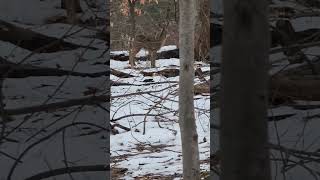 How Do Deer Survive Harsh Winter Weather?|| @SASA-PGM468  || #viral #trending #deer #viralvideos