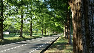 マキノ高原のメタセコイヤ並木道を走り抜ける 2023/8/11 Driving through the Metasequoia tree-lined road in Makino highland